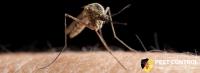 Mosquito Control Adelaide image 5